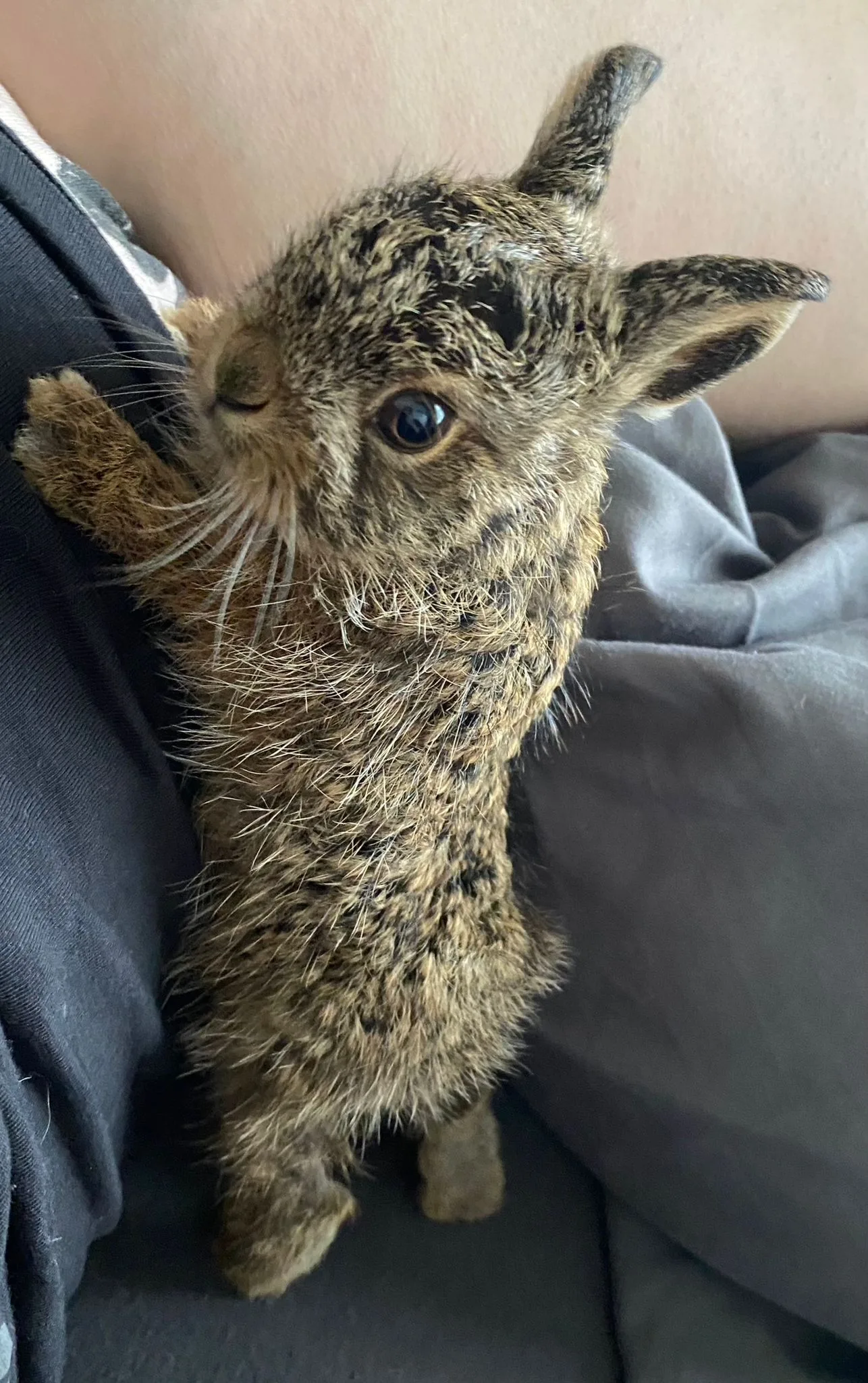 Kaninchen als Beispiel für Feldhase oder Wildkaninchen