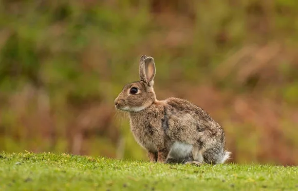 Wildkaninchen als Beispielbild