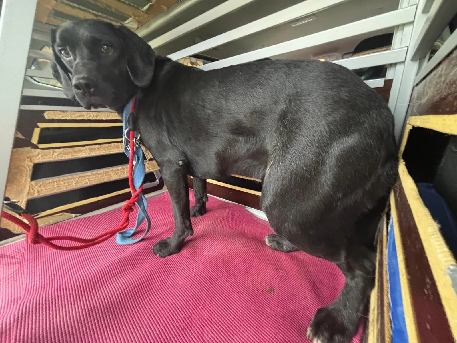 Stehender Hund im Freien