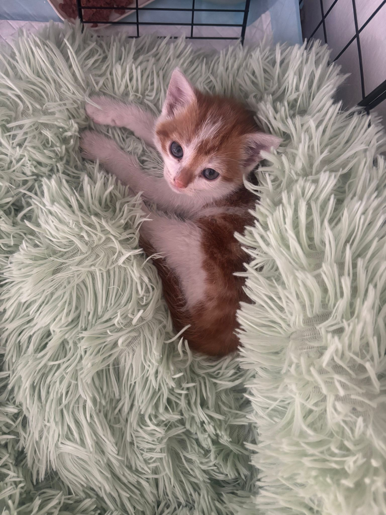 Streunerkolonne Kitten