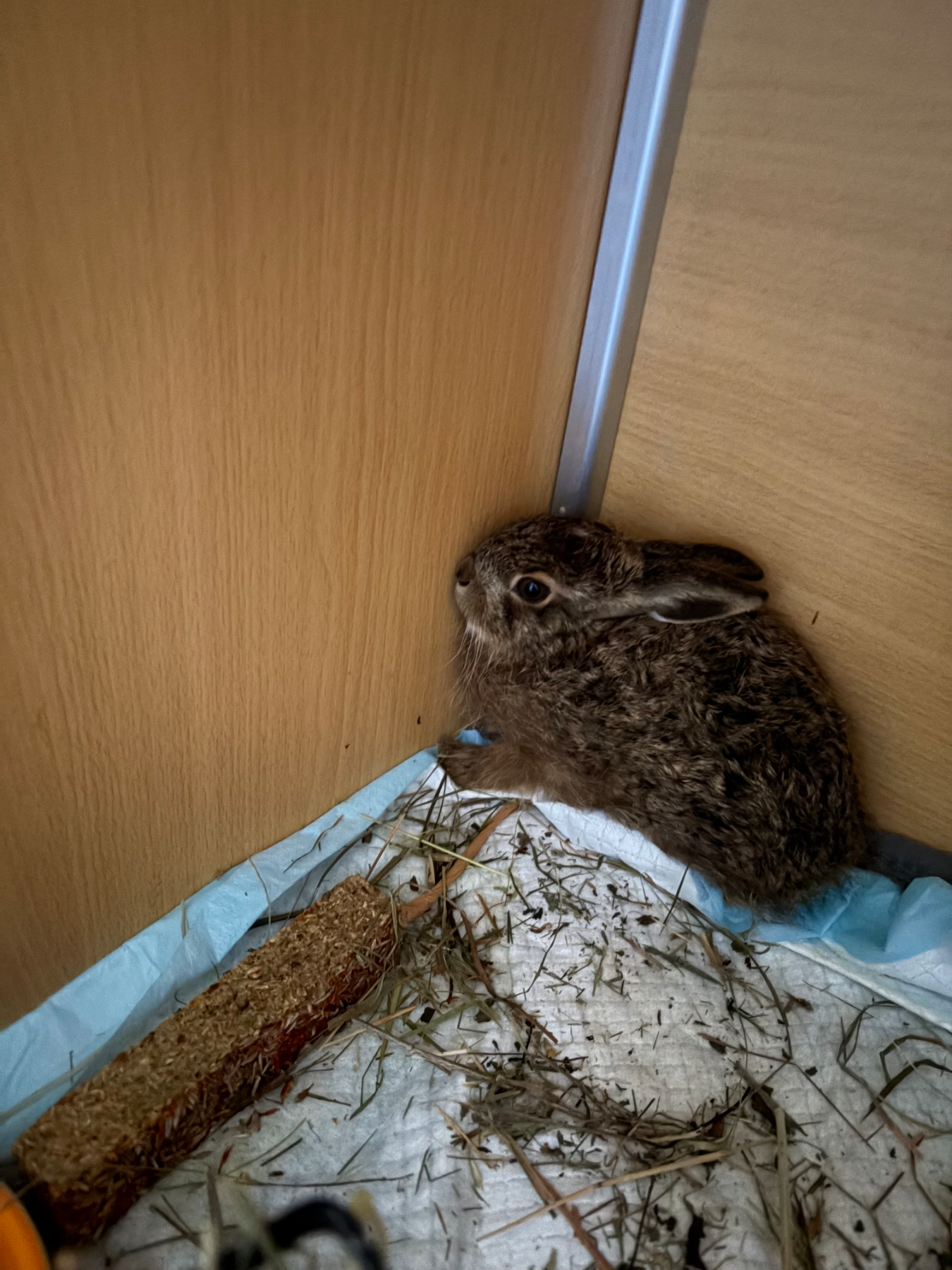 Seppi und Peppi