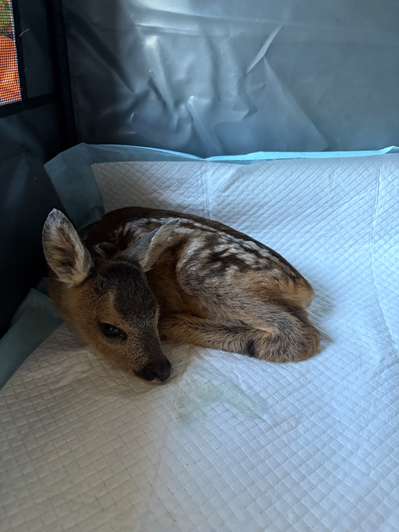 Bambi