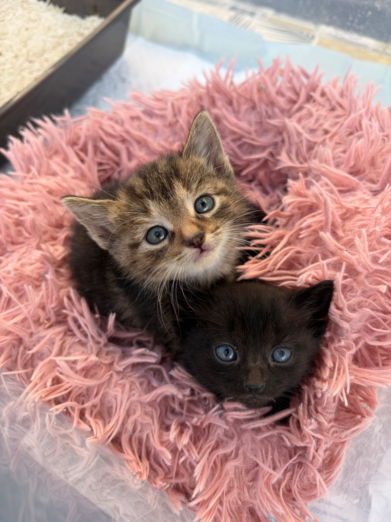 Loki und Lori
