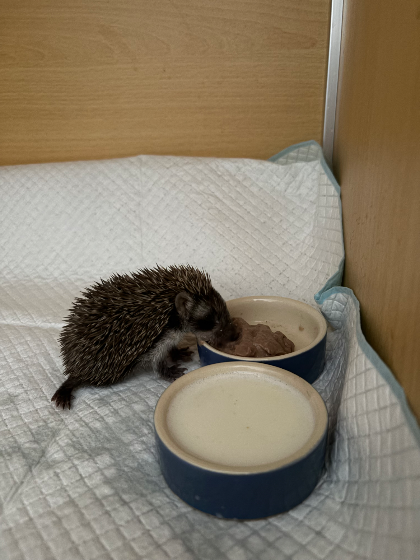 Spike