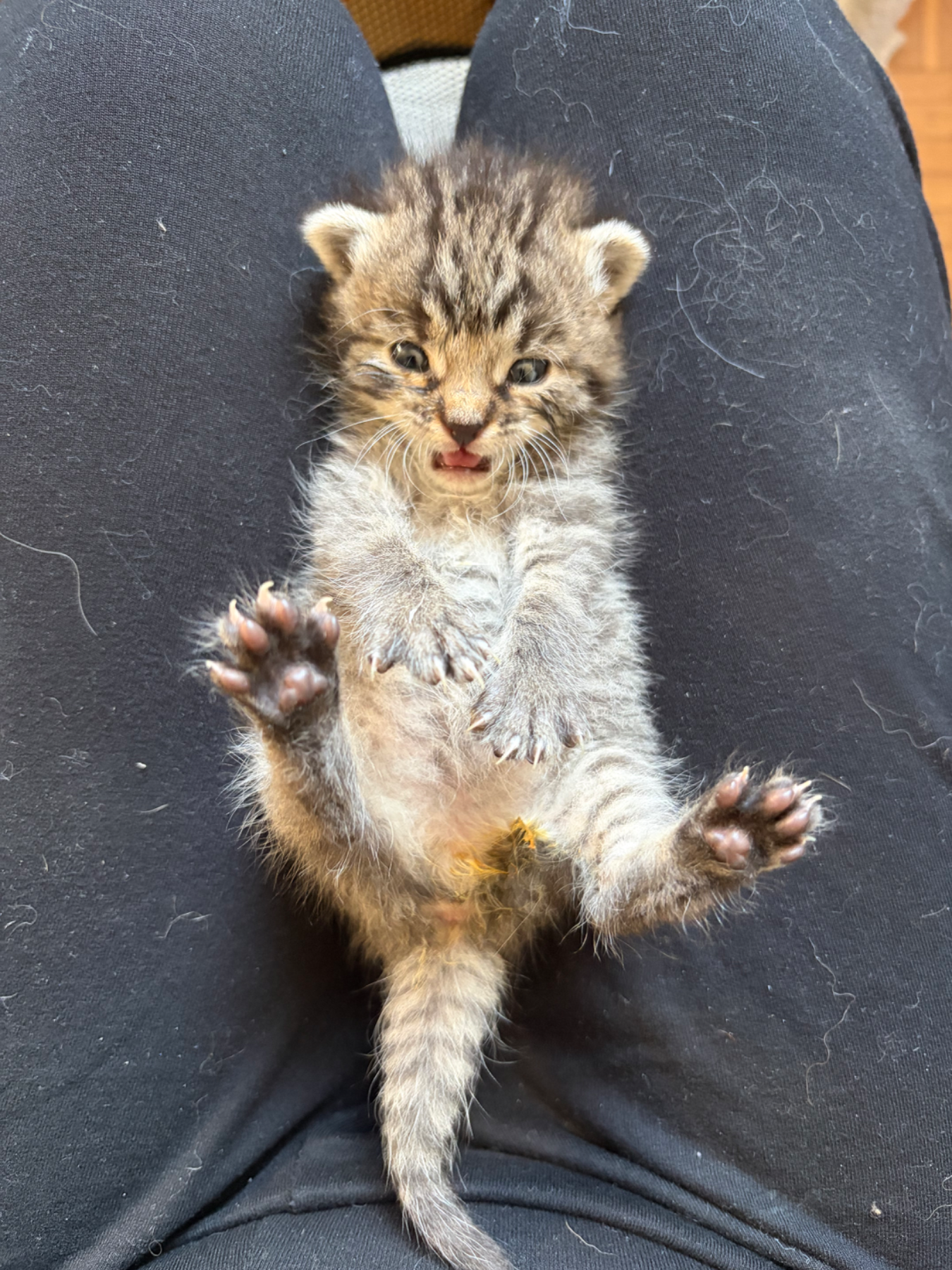 Tom und Jerry