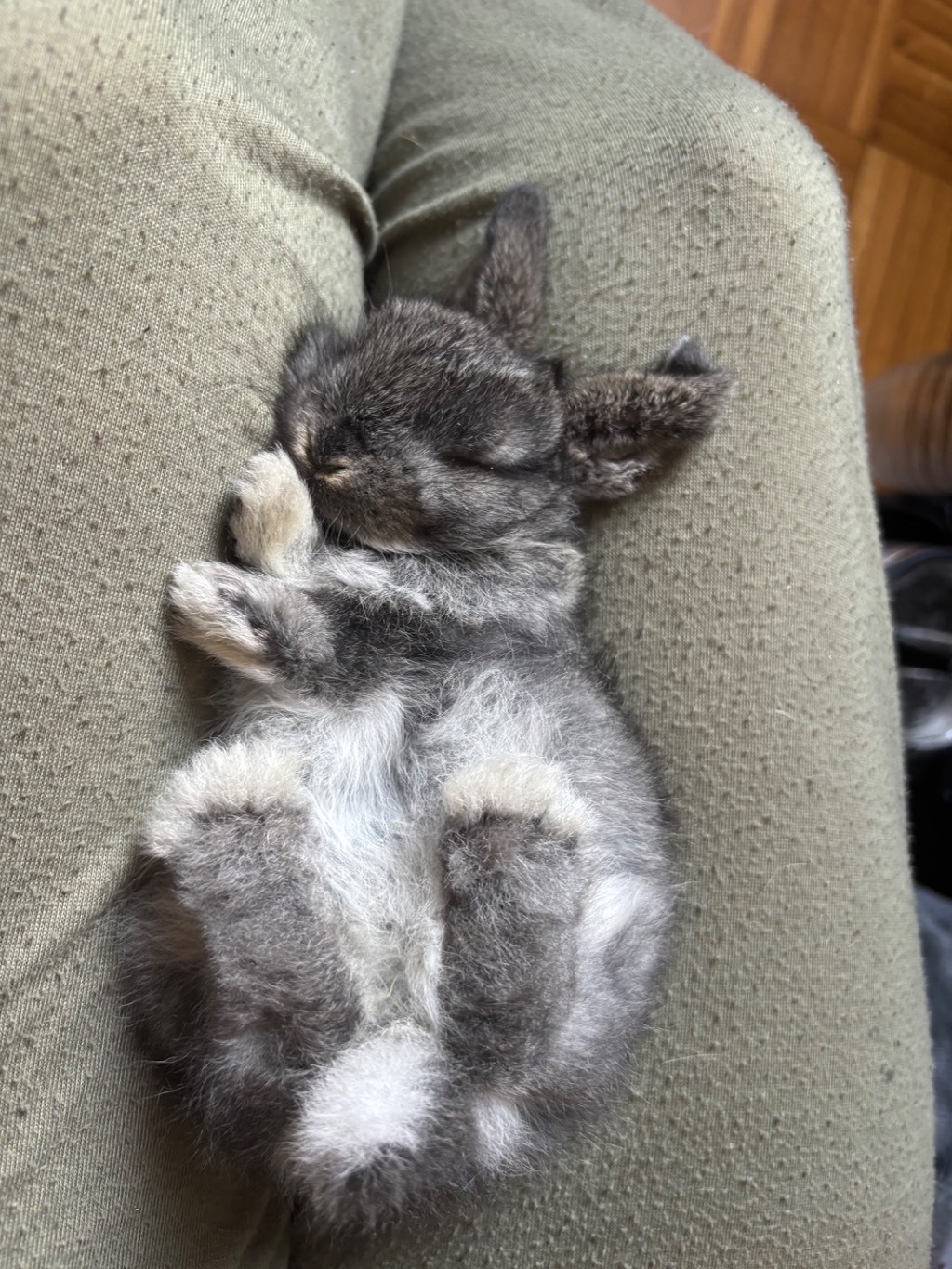 Banjo