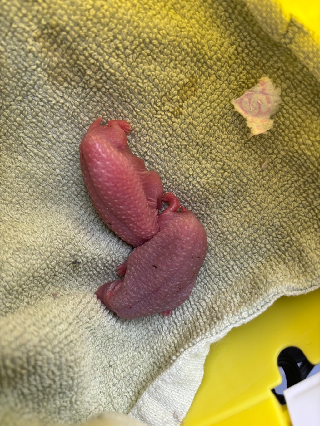 Zwei Igelbabys