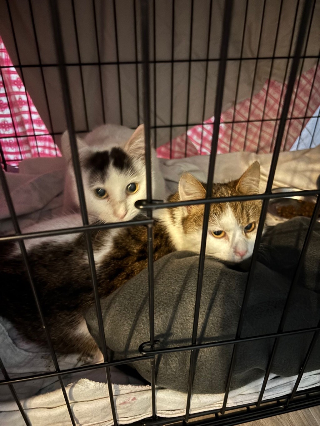 9 Katzen aus unvorstellbarer Haltung