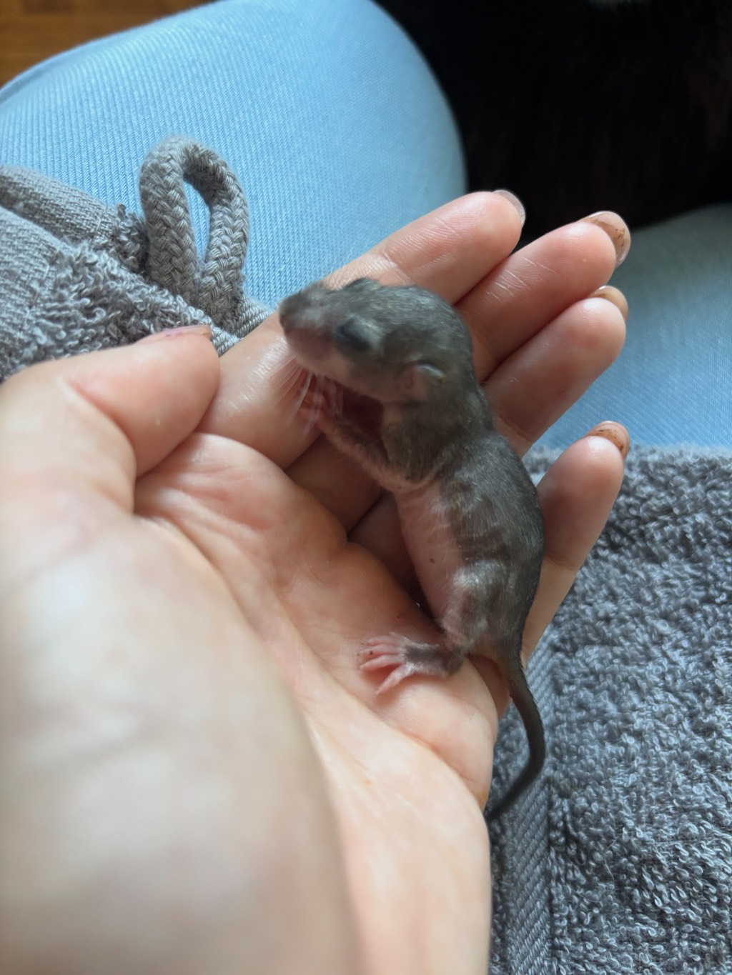 Siebenschläfer Baby