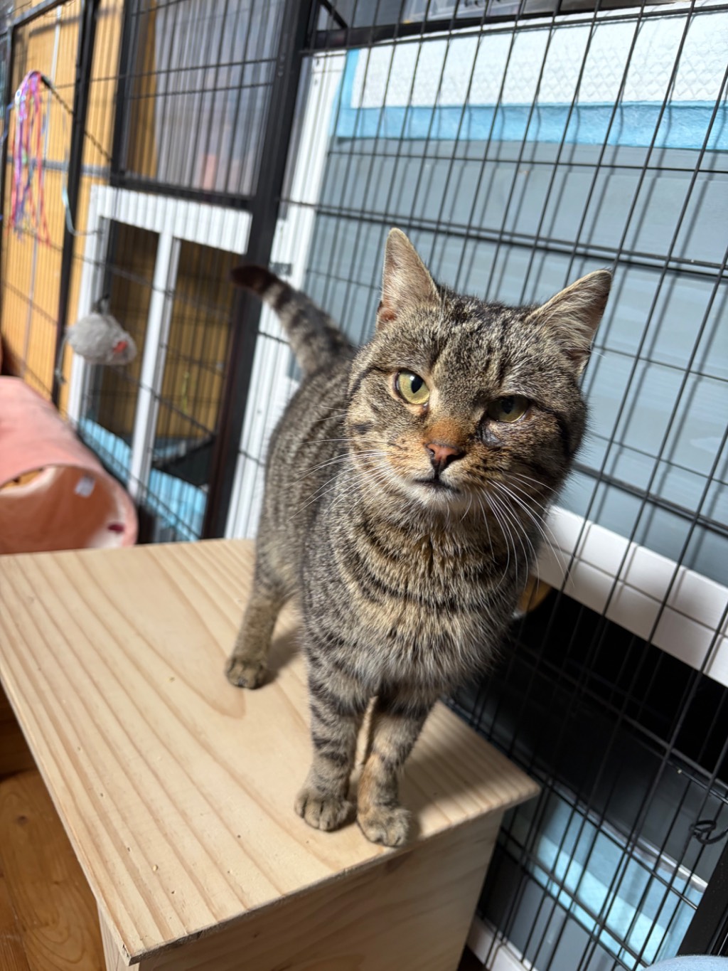 9 Monate junger Kater