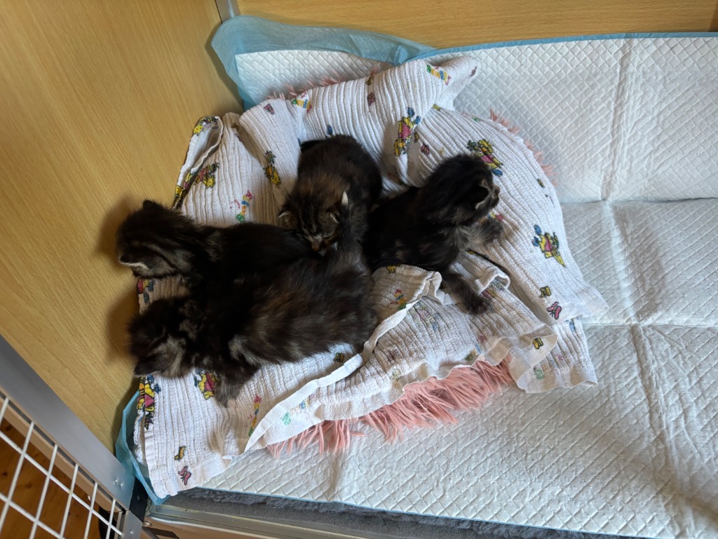 Vier Kitten