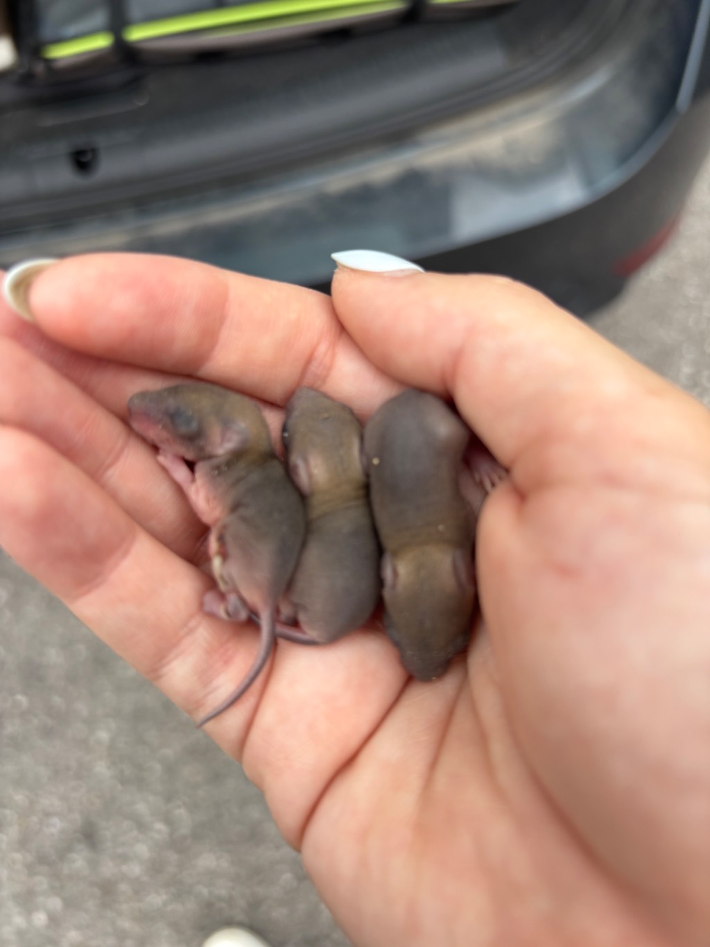 Drei Baby Mäuse