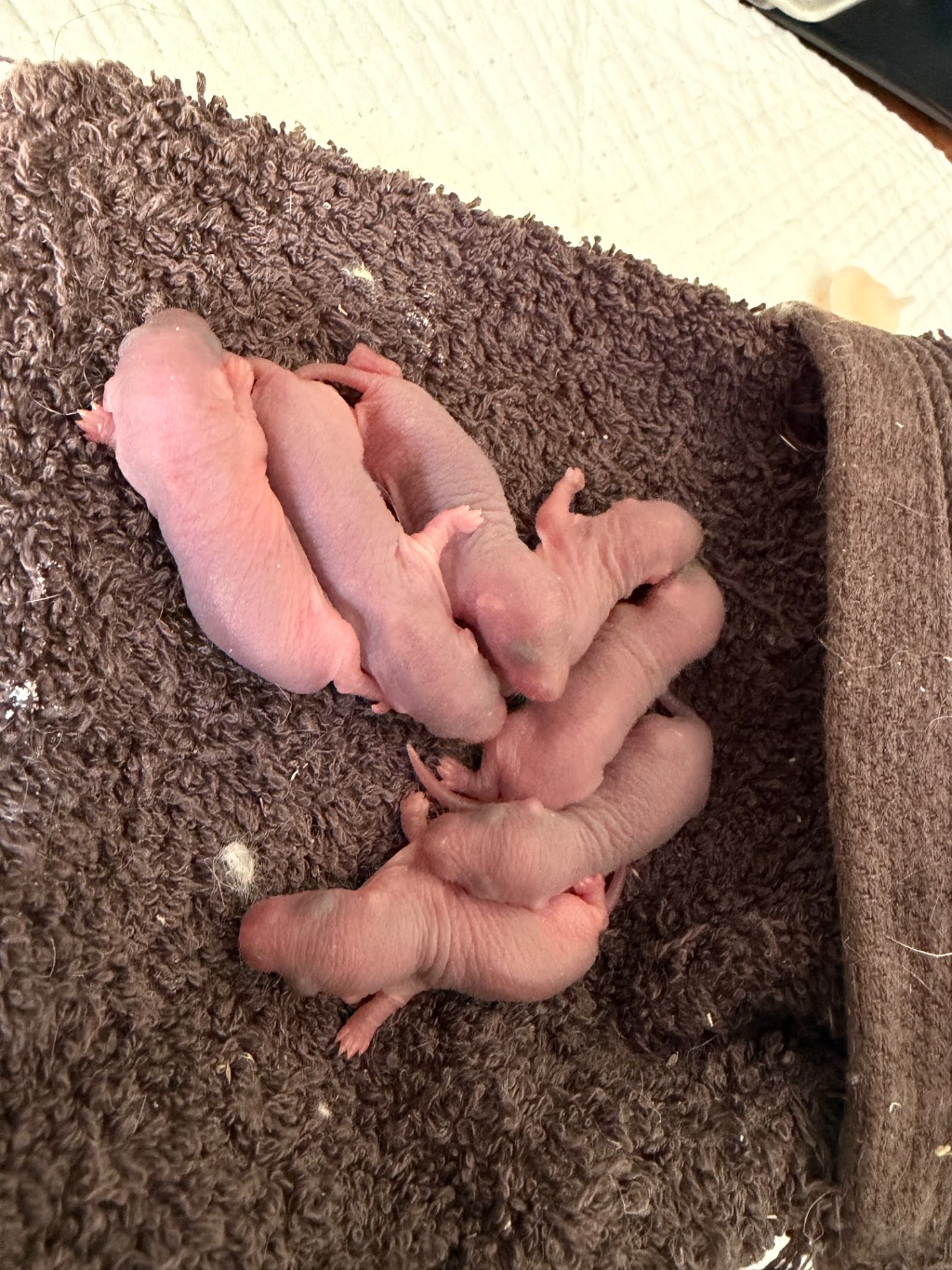 7 kleine Ratten Babys